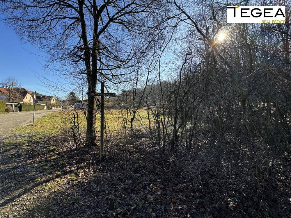 Ländliche Umgebung mit einem Feldweg, Bäumen und Büschen unter hellem Sonnenlicht.