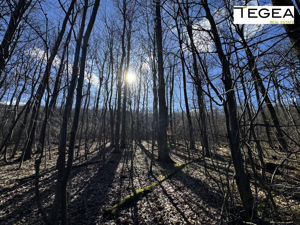 Dichter Wald mit kahlen Bäumen, durch die das Sonnenlicht fällt und lange Schatten wirft.