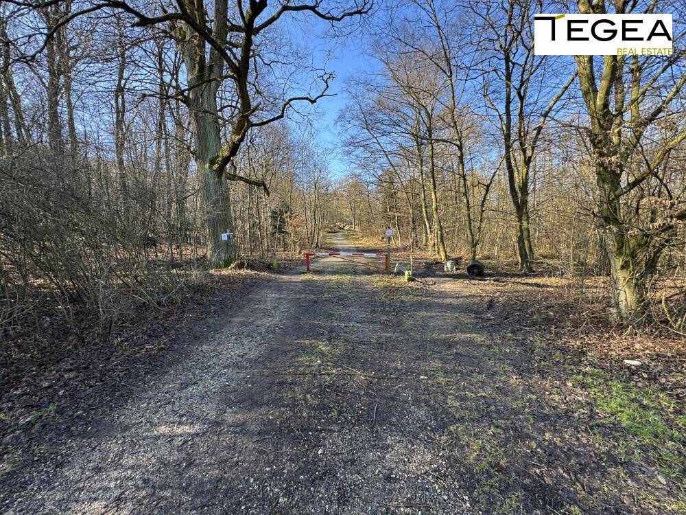 Waldweg mit einer Schranke, die den Zugang zum bewaldeten Bereich begrenzt.