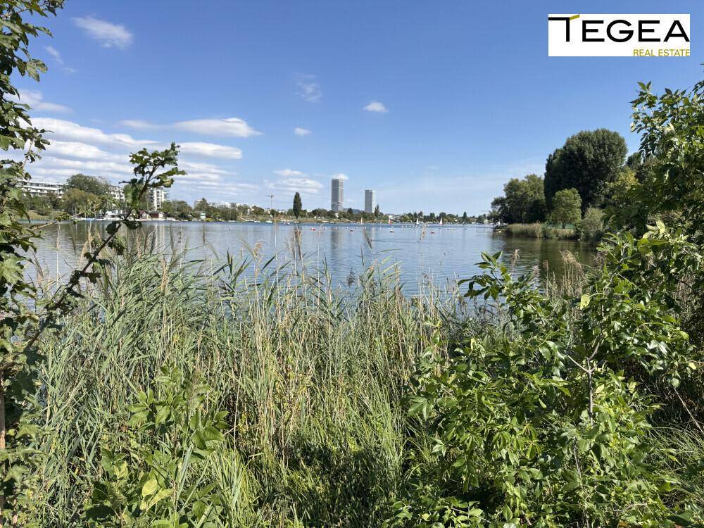 Blick über den See durch Schilf und Büsche auf die gegenüberliegende Uferseite mit Gebäuden.