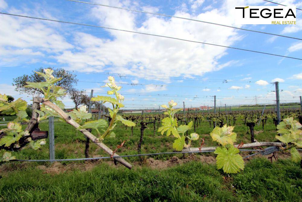 43_haus_eigentum_hagenbrunn_heurigenort_weinviertel