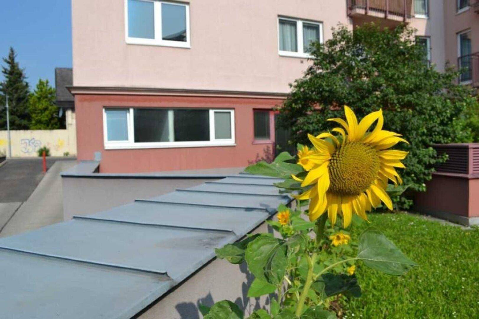 Ansicht eines Wohngebäudes mit rosa Fassade, grüner Rasenfläche und einer großen Sonnenblume im Vordergrund.
