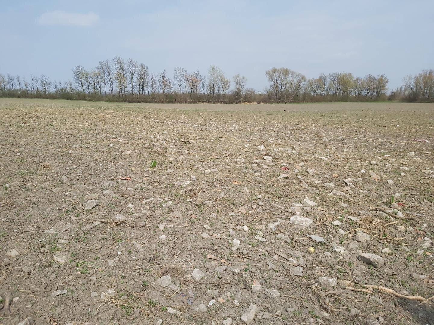 Ein karges, steiniges Feld mit trockener Vegetation unter klarem Himmel, Bäume am Horizont sichtbar.