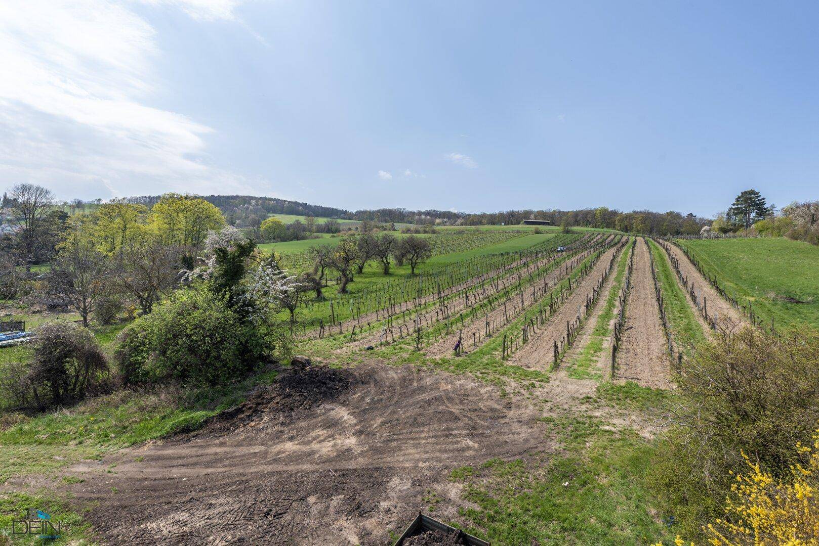Panoramablick über einen Weinberg und sanfte Hügel mit vereinzelten Bäumen unter klarem Himmel.