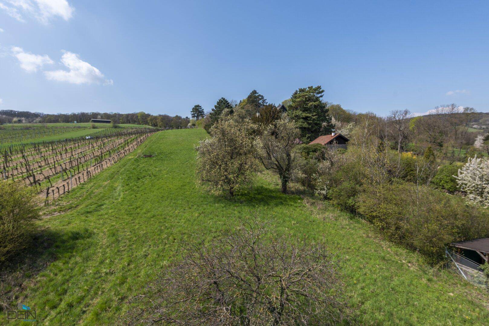 Grüne Hügellandschaft mit Bäumen und einem Haus im Hintergrund, angrenzend an einen Weinberg.