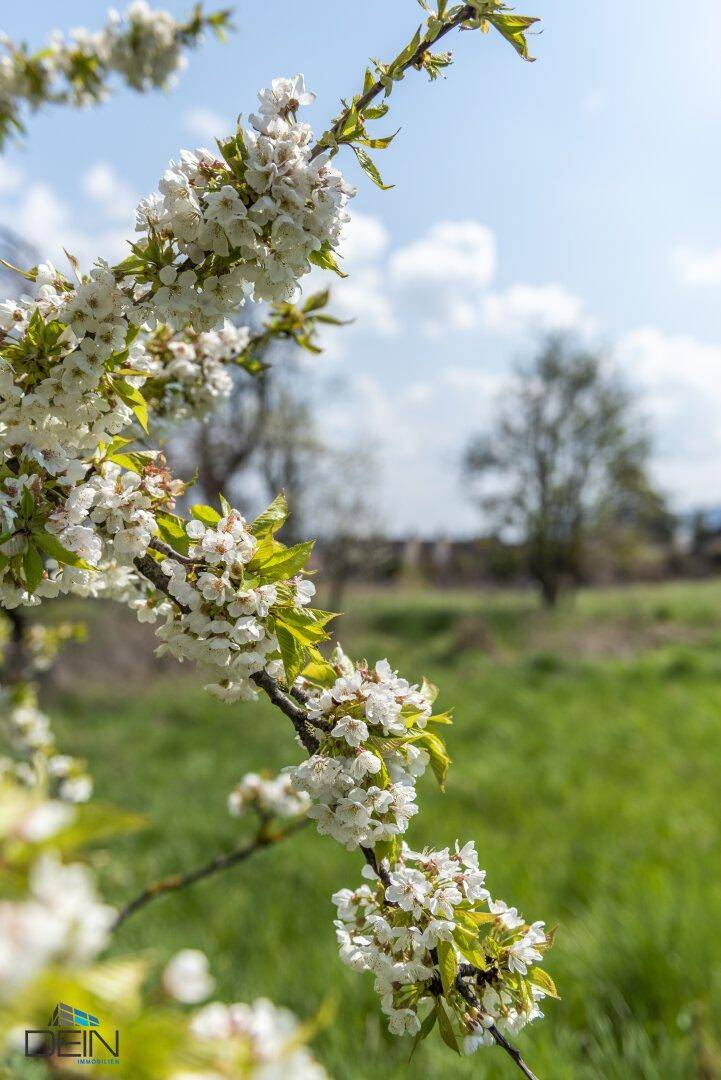 Nahaufnahme von weißen Blüten an einem Ast mit unscharfem grünen Hintergrund unter blauem Himmel.