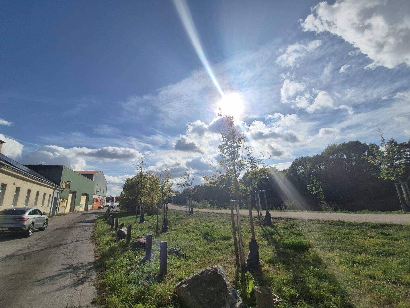 Sonniger Weg neben einer grünen Wiese mit Bäumen und einem Gebäude im Hintergrund.
