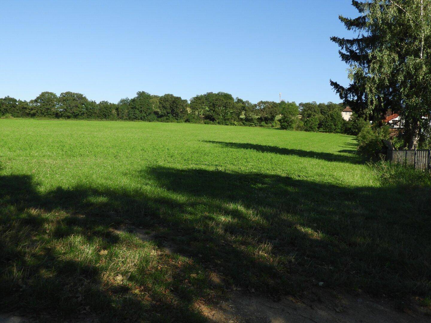 Offene grüne Wiesenlandschaft mit Baumreihe am Horizont unter klarem blauem Himmel.
