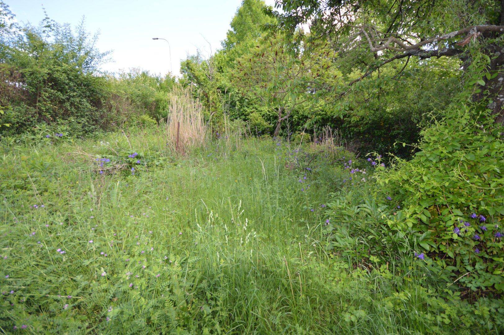 Grüner Garten bei Nebengebäude