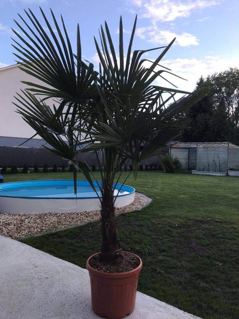 Eine Palme im Topf im Gartenbereich mit Pool und Rasen im Hintergrund.