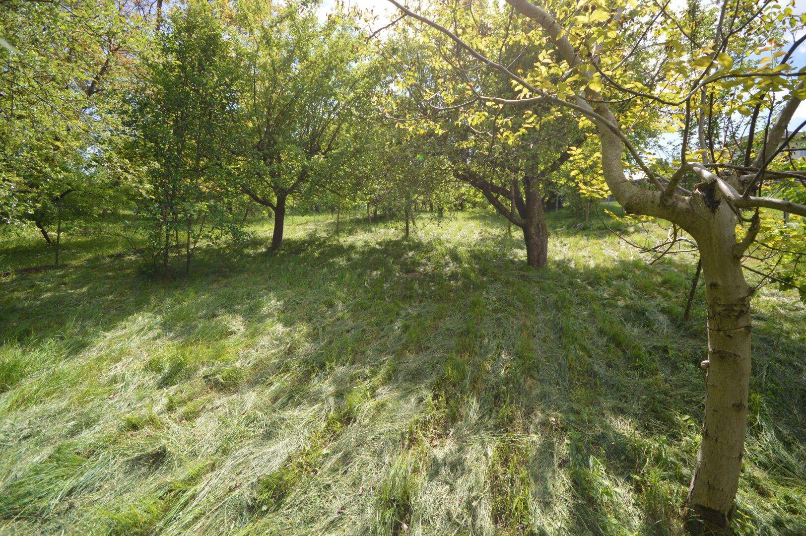 Natürlicher Gartenbereich mit hohem Gras und jungen Bäumen im Sonnenlicht.