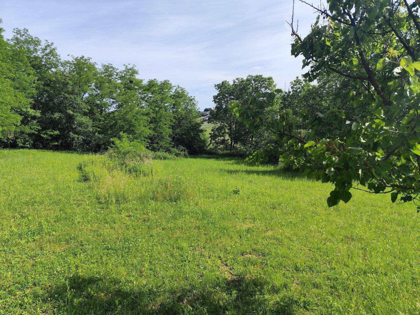 Weitläufige grüne Wiese mit Bäumen im Hintergrund unter einem hellblauen Himmel.