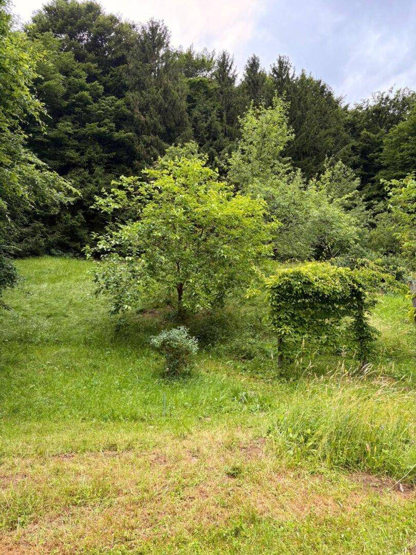 Grüne Wiesenfläche mit einzelnen Bäumen und dichtem Wald im Hintergrund unter bewölktem Himmel.