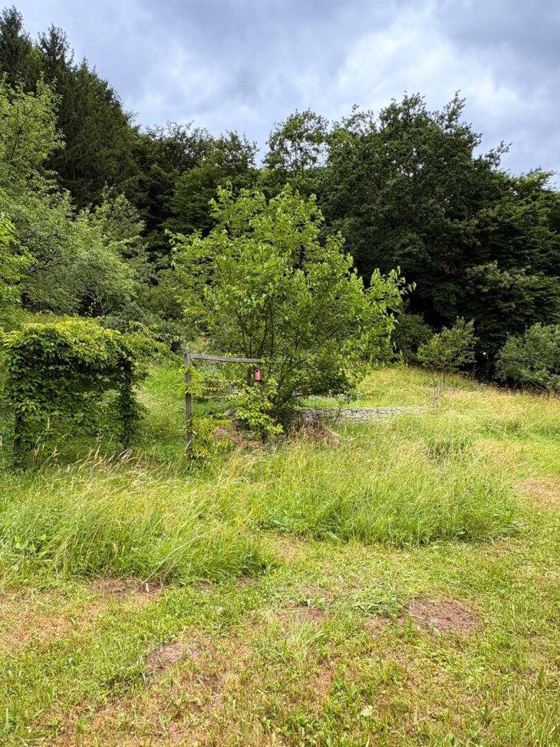 Weitläufige grüne Wiese mit Bäumen und Wald im Hintergrund, unter einem bewölkten Himmel.