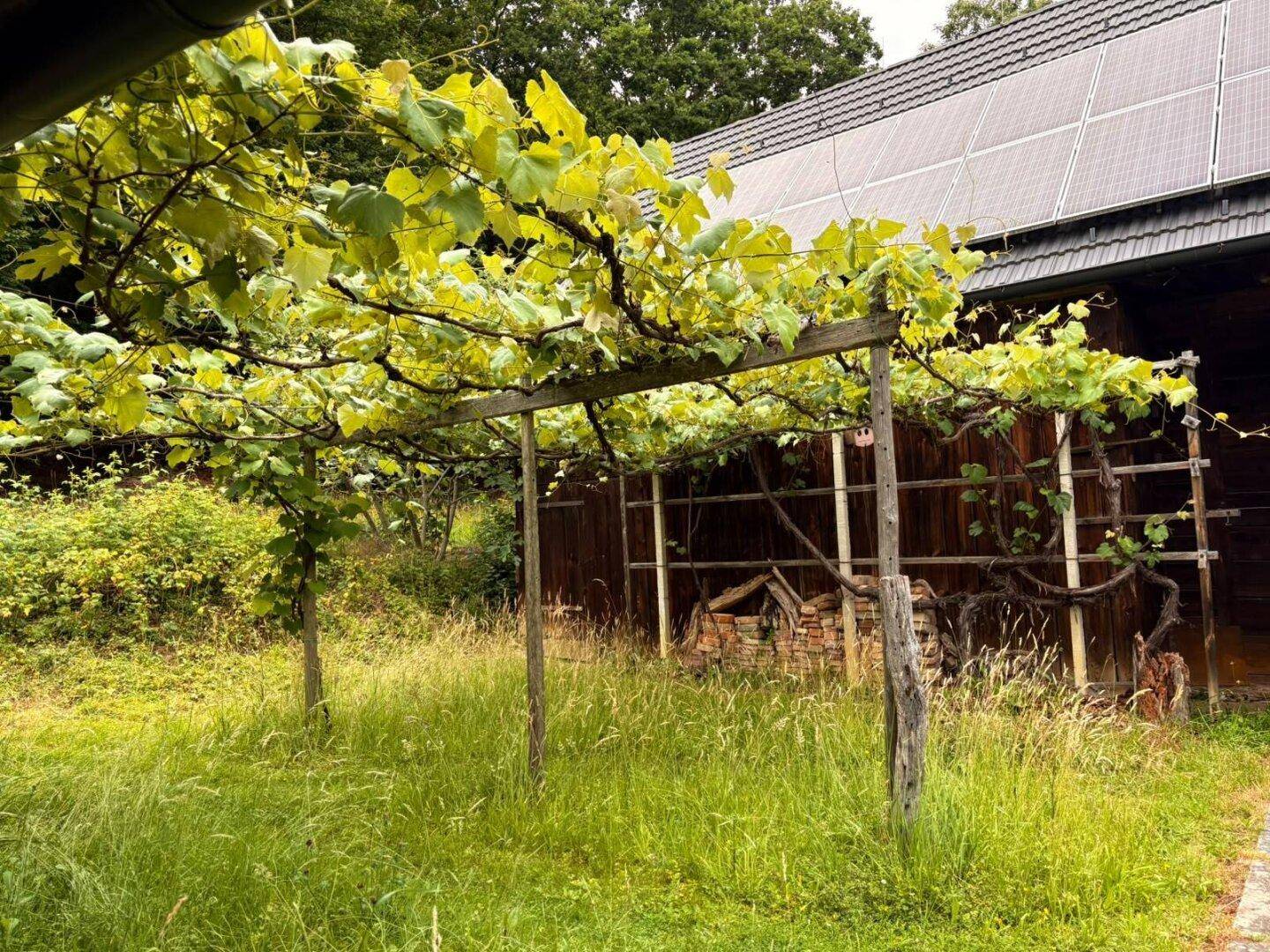Außenbereich mit einer hölzernen Pergola, bewachsen mit Weinreben, neben einem Holzschuppen und Brennholz.
