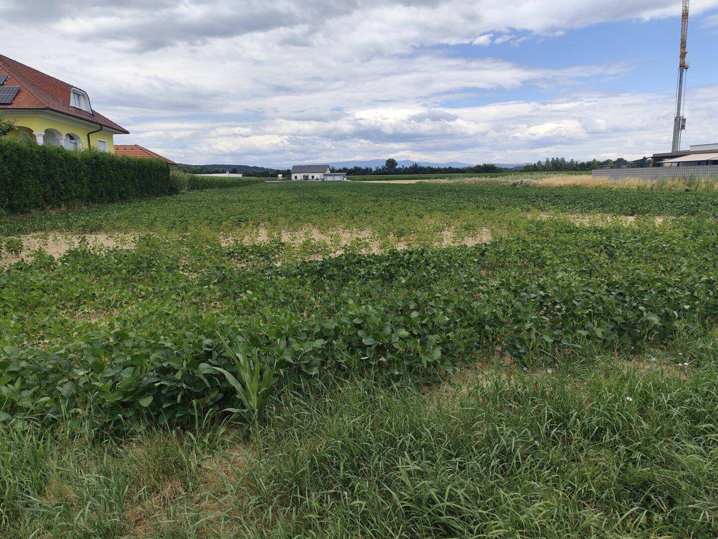 Weitläufiges grünes Feld mit Blick auf ein Wohnhaus und die ländliche Umgebung.