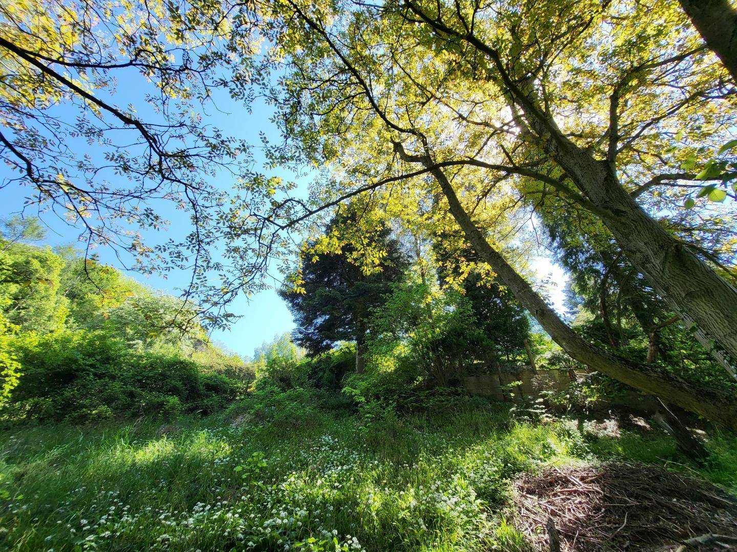 Wald
