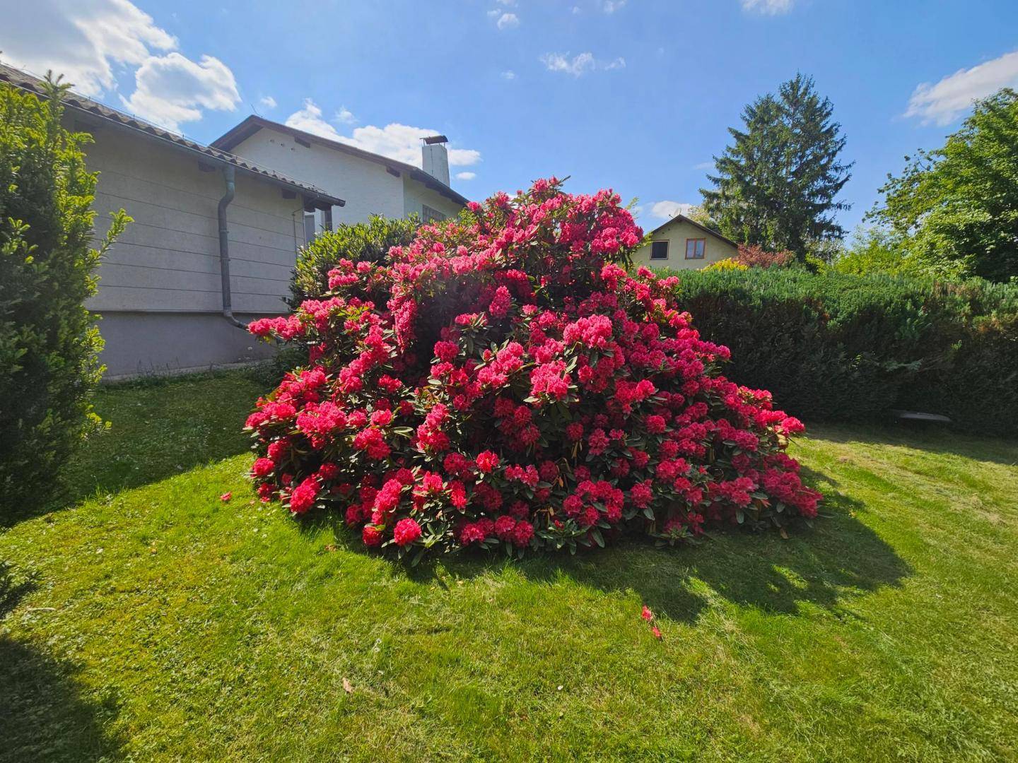 Rhododendron