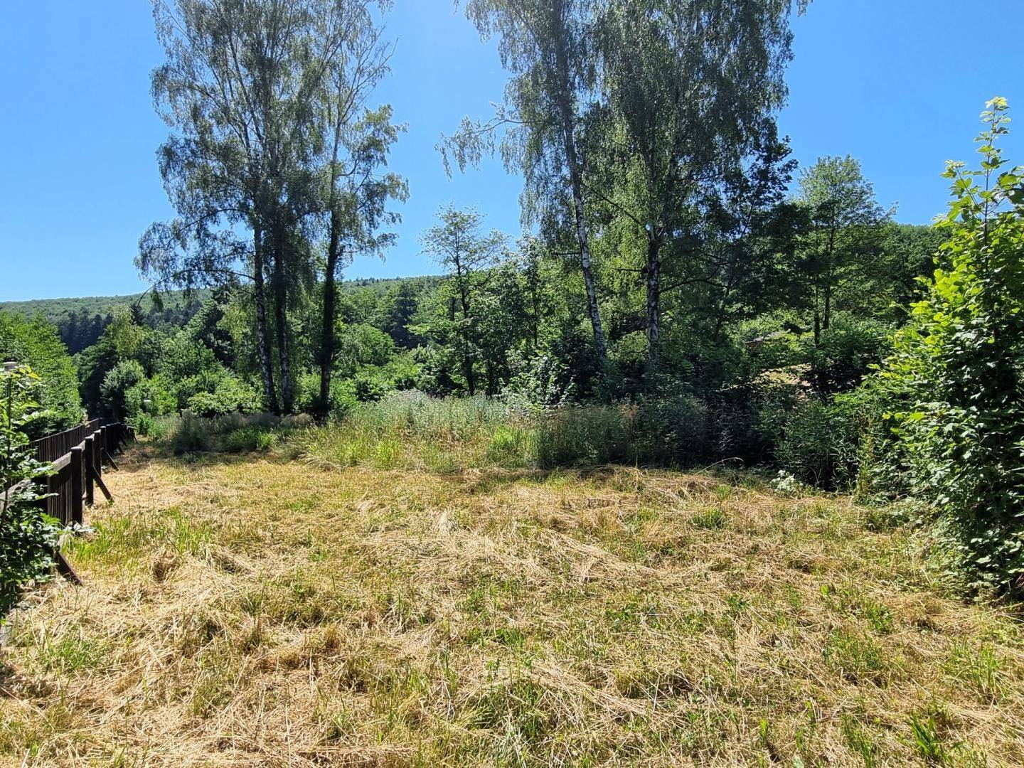 Offene Rasenfläche mit Bäumen und Sträuchern, umgeben von dichter Vegetation.