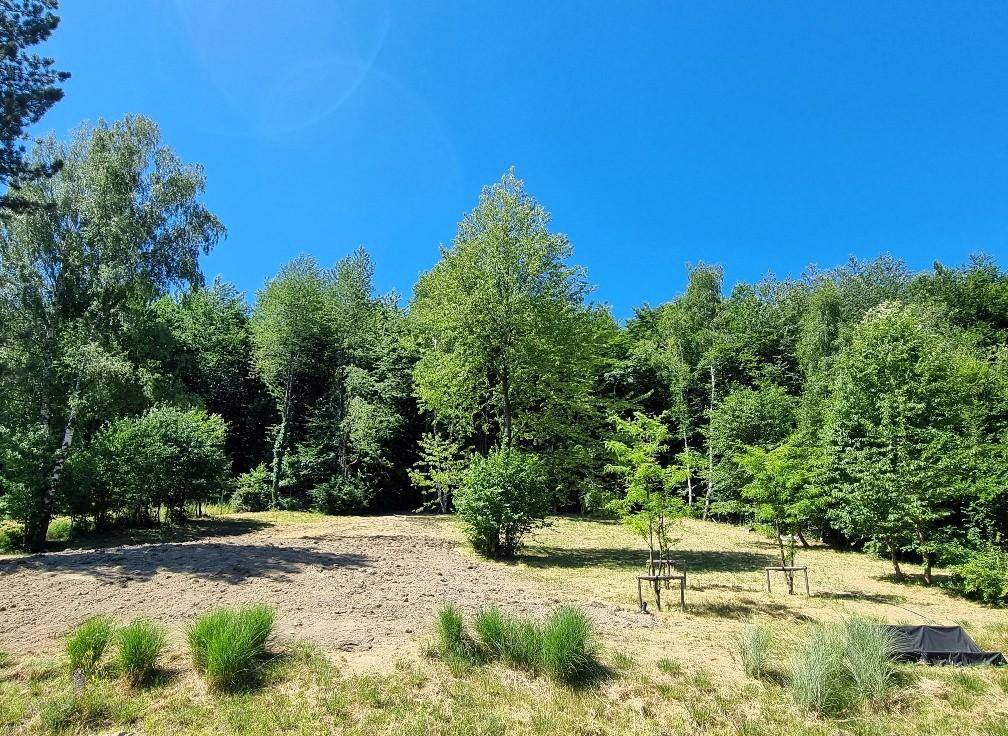 Lichtung im Wald mit jungen Bäumen und Sträuchern unter einem klaren, blauen Himmel.