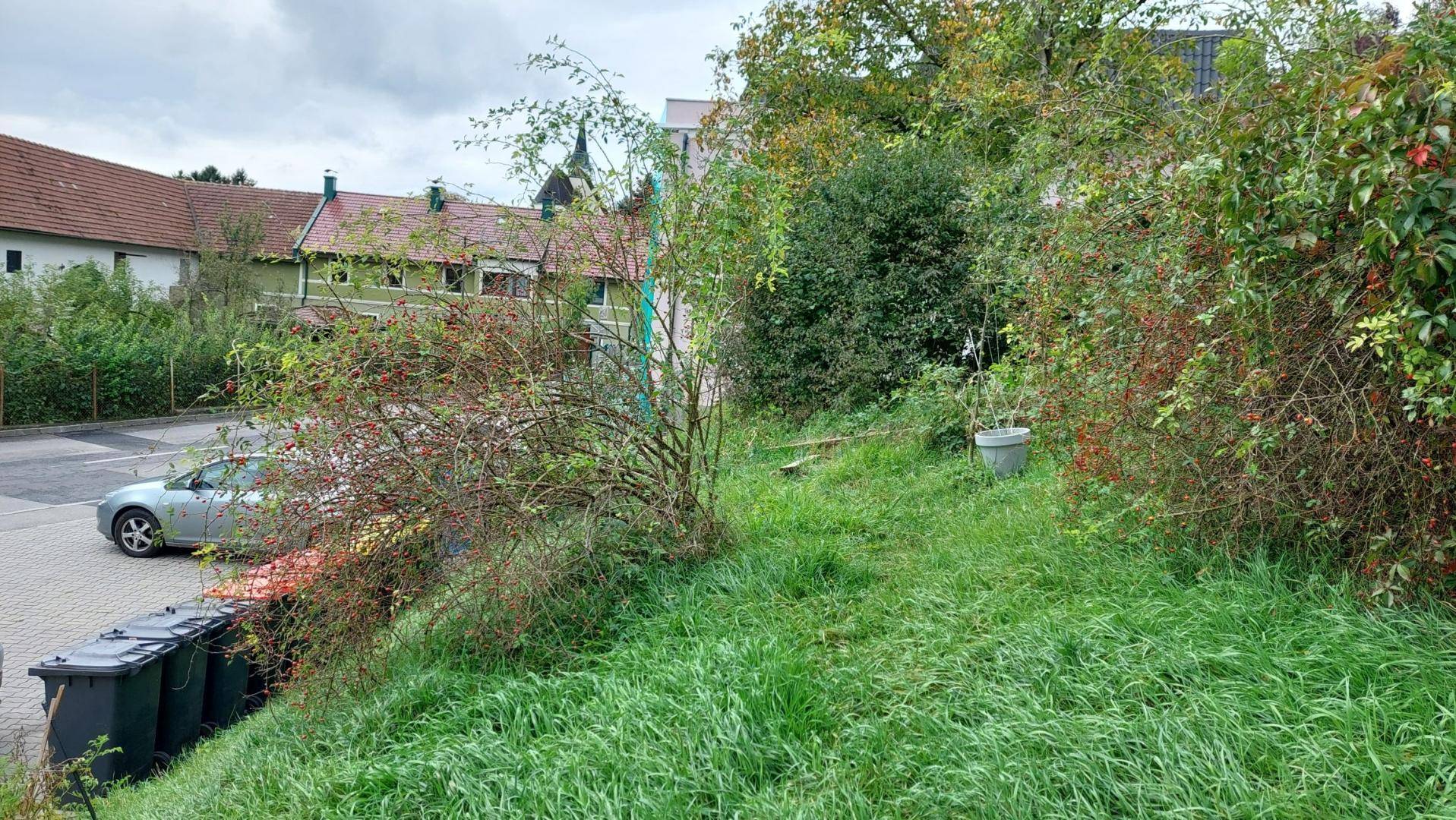 Überwuchertes Gartengrundstück mit Blick auf eine Straße, geparkte Autos und Mülltonnen im Hintergrund.