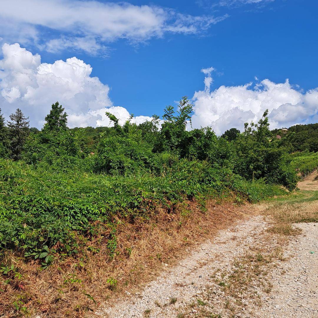 Schotterweg führt durch üppiges Grün mit Blick auf Weinberge unter einem strahlend blauen Himmel.
