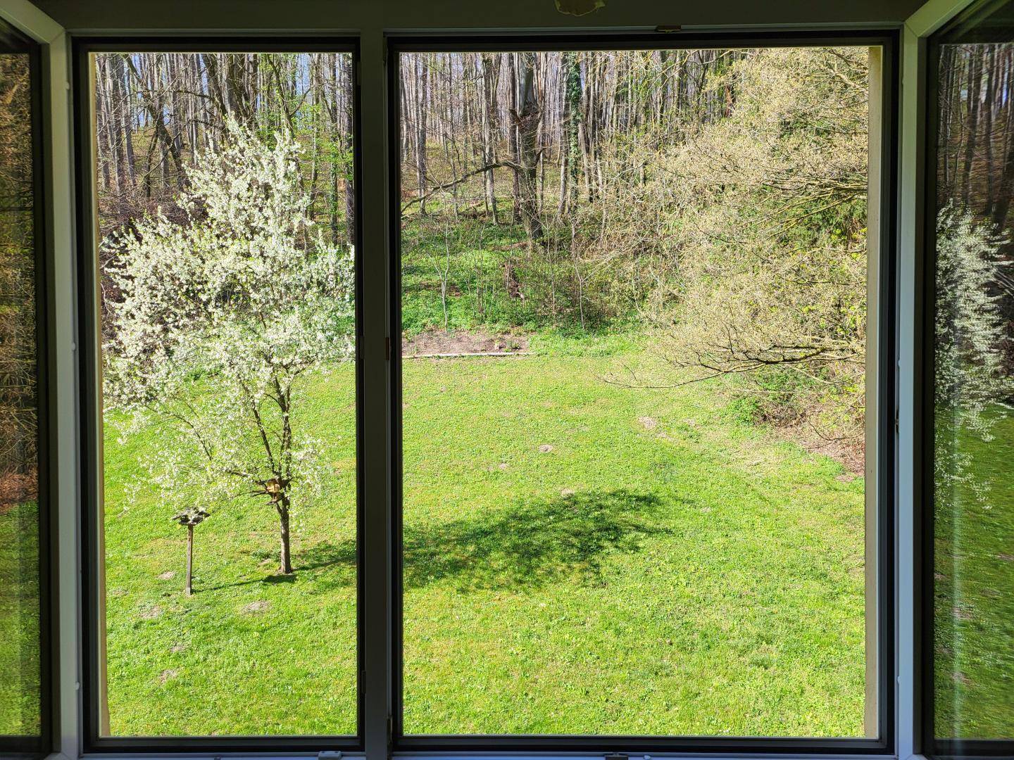 Weitläufiger Blick ins Grüne mit blühenden Bäumen und Rasenfläche durch große Fenster.