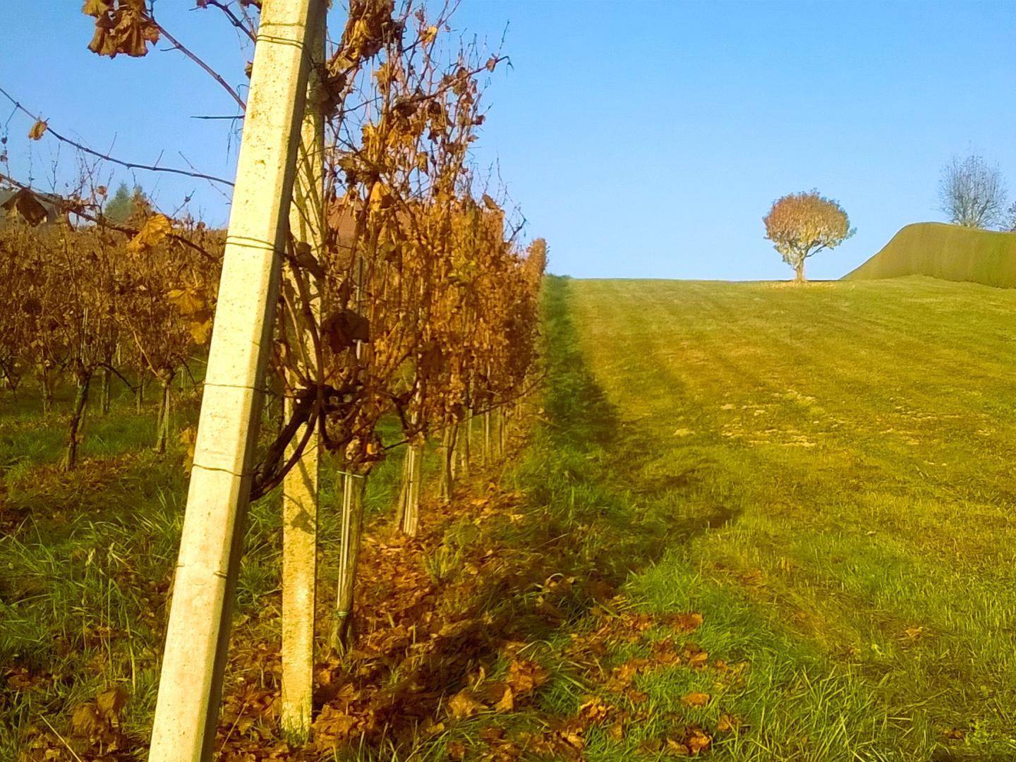 Herbstliche Weinreben mit goldenen Blättern auf einem sanften Hügel unter klarem blauem Himmel.
