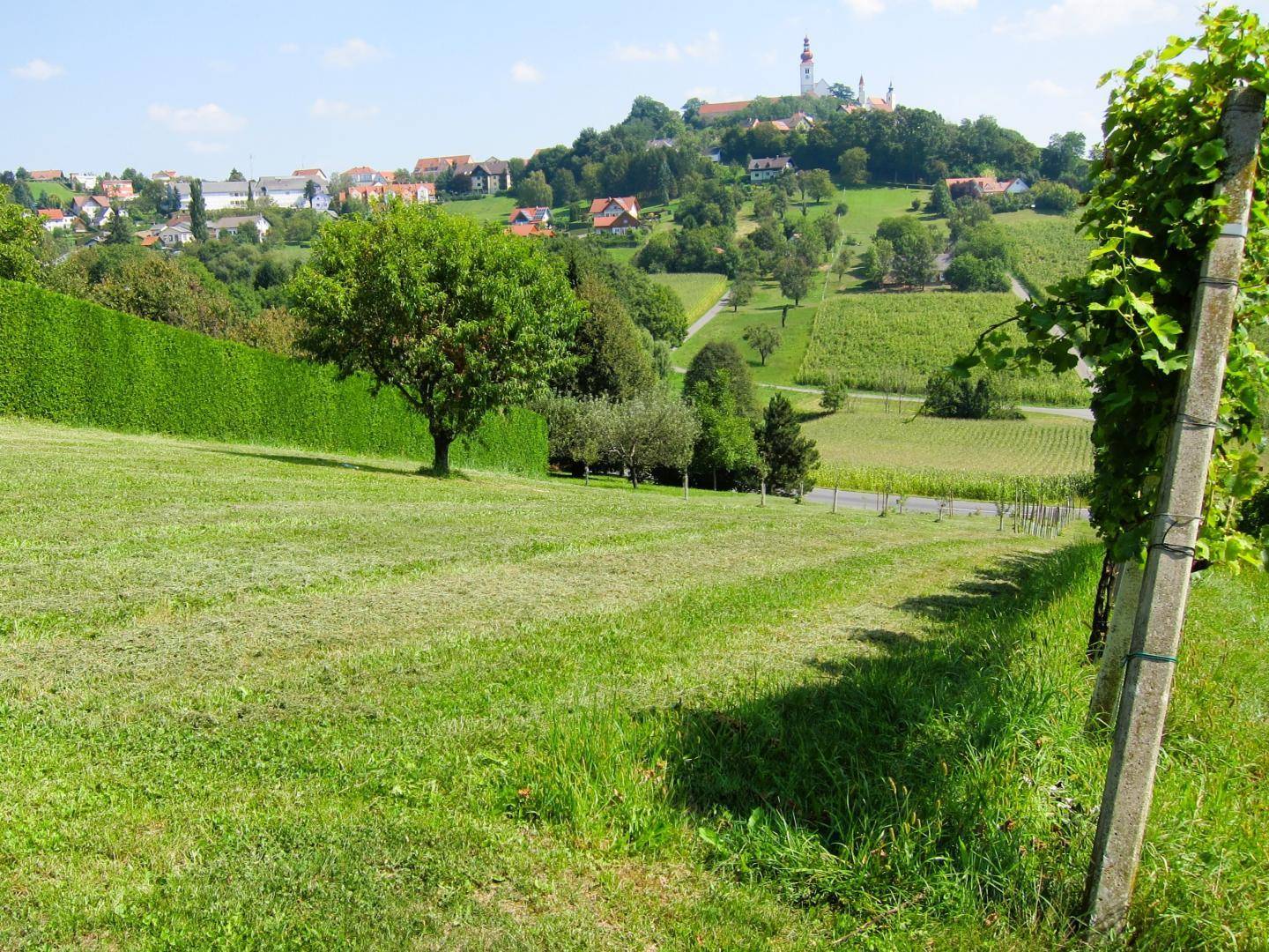 Weitläufige grüne Landschaft mit Weinreben, Feldern und einem charmanten Dorf auf einem Hügel unter blauem Himmel.