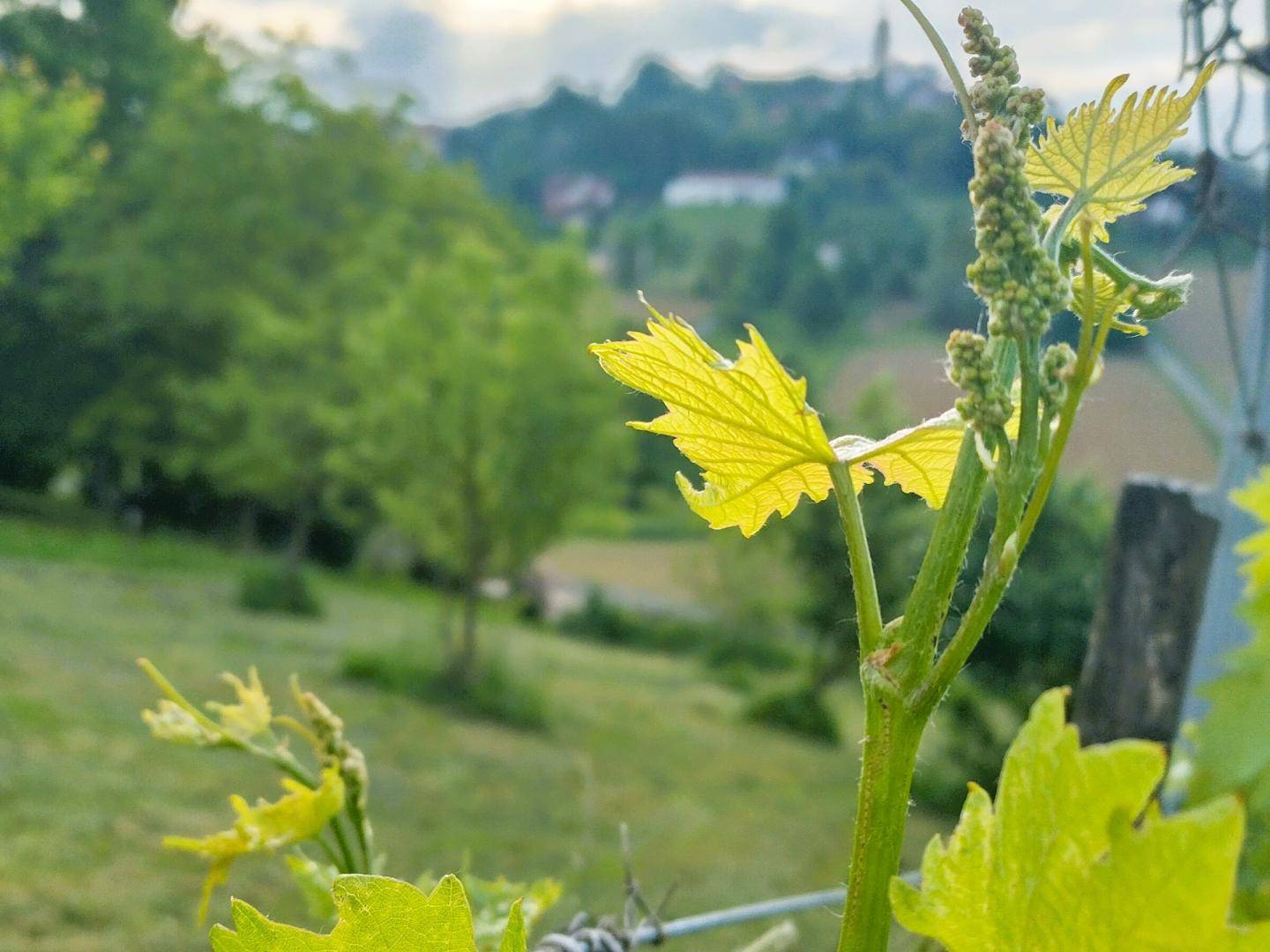 Nahaufnahme einer jungen Weinrebe mit frischen Blättern und Knospen, im Hintergrund eine grüne Landschaft.