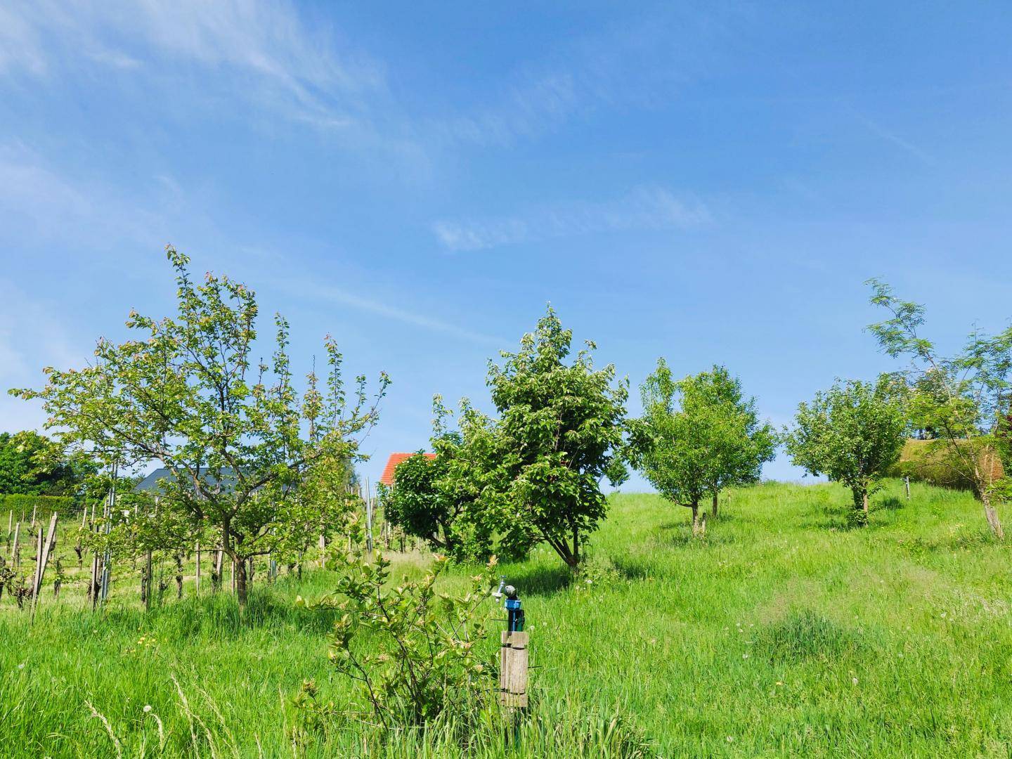 Sonnige Weinberge mit jungen Reben und einem Haus in der Ferne unter einem strahlend blauen Himmel.