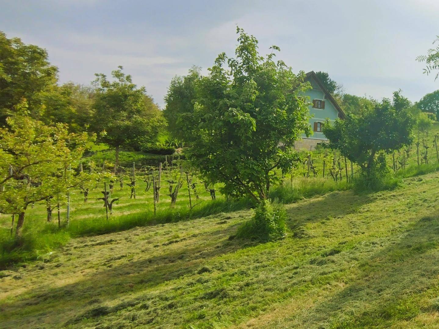 Grüne Weinberge auf sanften Hügeln mit einem charmanten Haus im Hintergrund unter einem bewölkten Himmel.