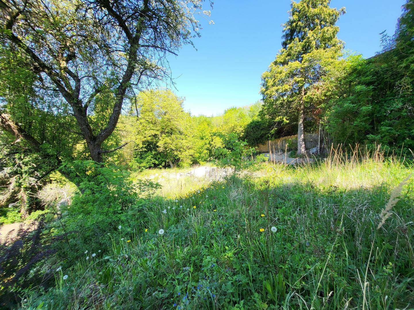 Sonnige, hügelige Grünfläche mit Bäumen und Wildblumen, umgeben von dichter Vegetation.