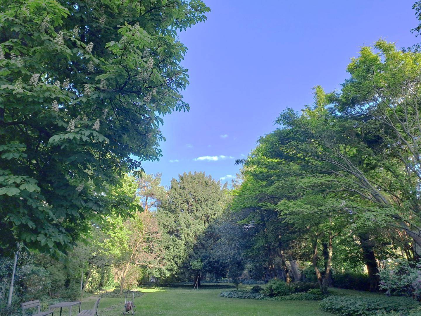 Grüne Parkanlage mit altem Baumbestand und weitläufiger Rasenfläche unter blauem Himmel.