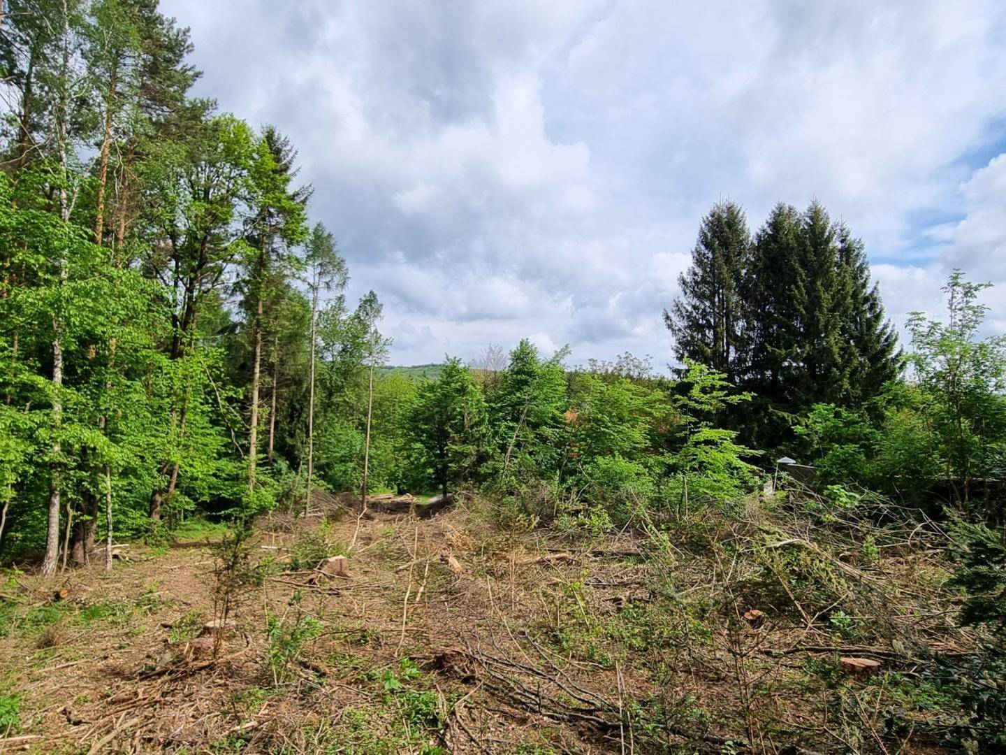 Frisch gerodete Waldfläche mit jungen Bäumen und Blick auf die hügelige Landschaft.