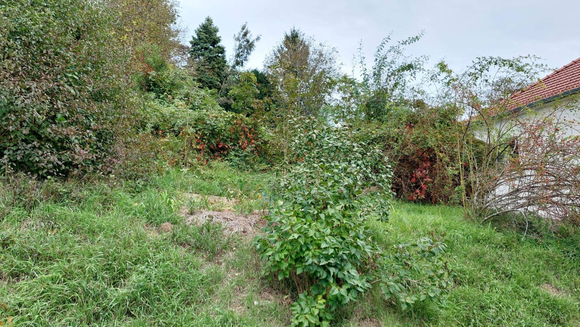 Verwildertes Grundstück mit üppigem Grün, Bäumen und einem Hausdach im Hintergrund an einem bewölkten Tag.