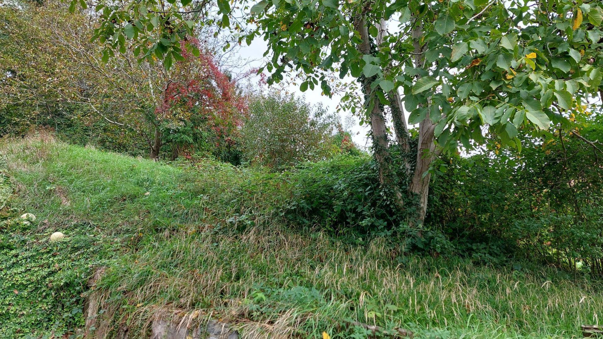 Grüne Hanglandschaft mit dichtem Bewuchs und hohen Bäumen unter einem leicht bewölkten Himmel.