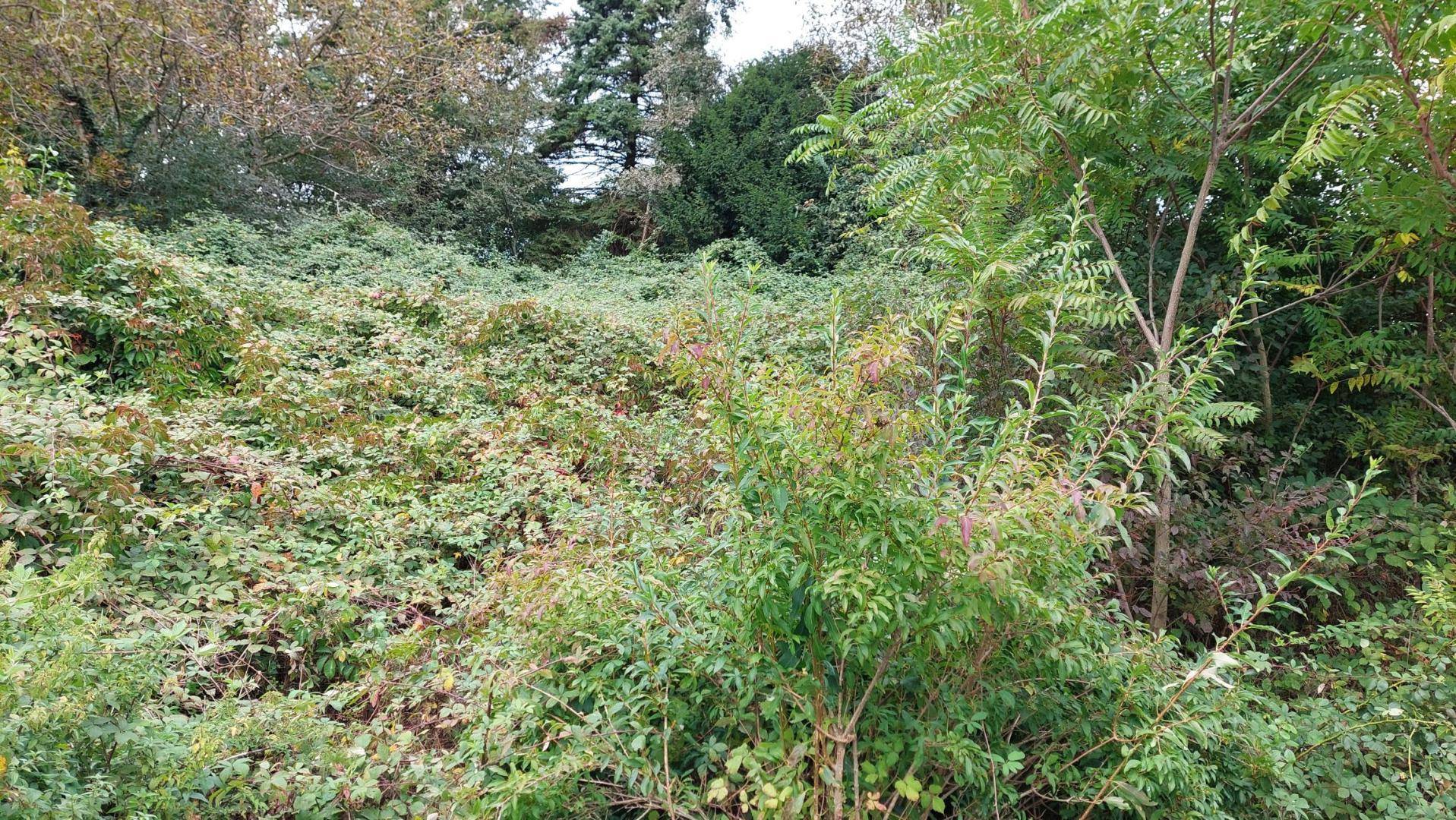 Dicht bewachsenes Gelände mit üppigem Grün und verschiedenen Sträuchern und Bäumen in der Natur.