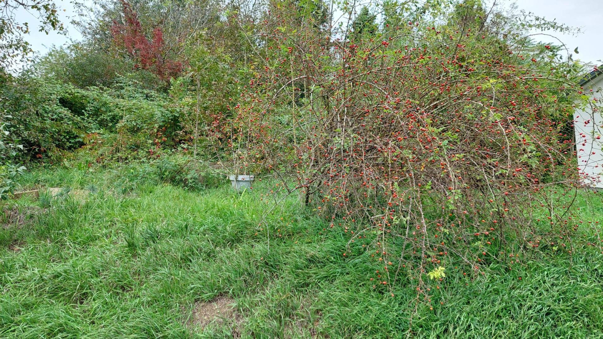 Verwilderter Garten mit einem Strauch voller roter Beeren und hohem Gras.