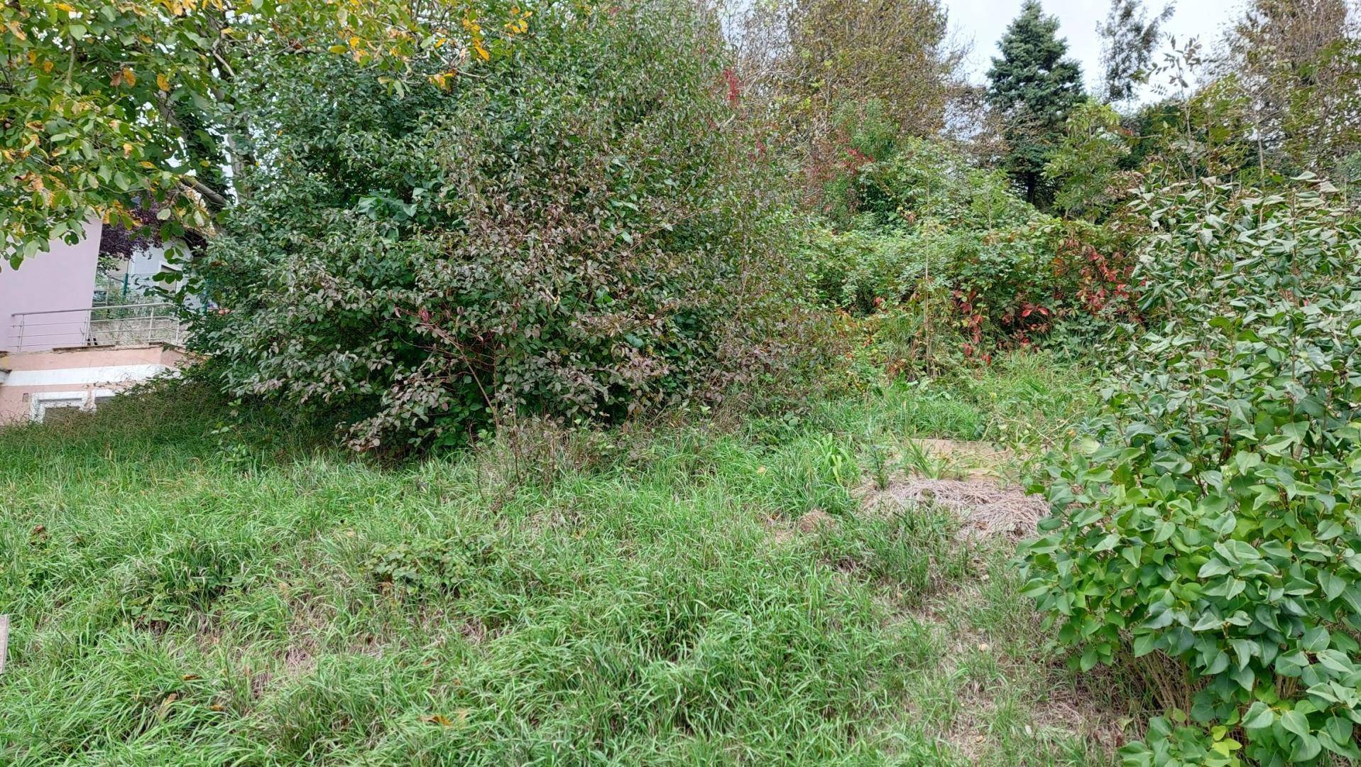 Blick über einen verwilderten Gartenbereich mit verschiedenen Sträuchern und hohem Gras.