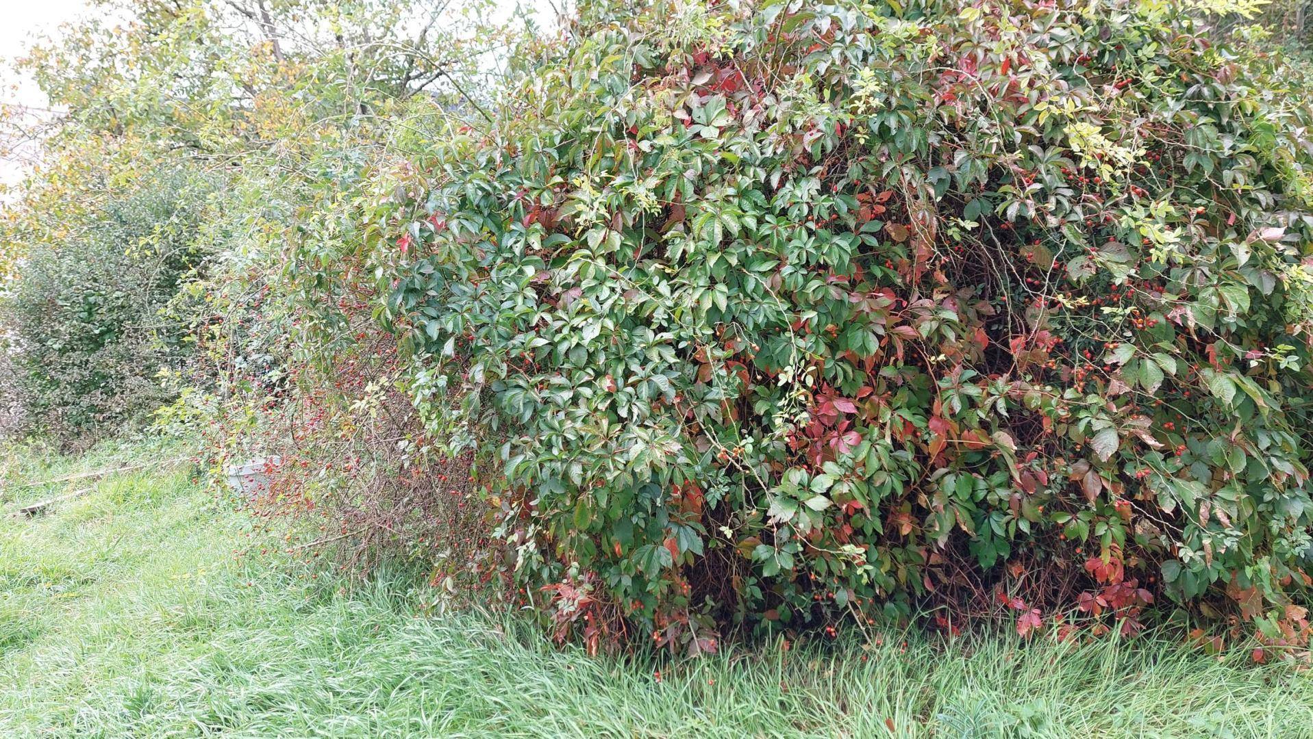 Dichte Vegetation mit grünen und rötlichen Blättern in einem verwilderten Gartenbereich.