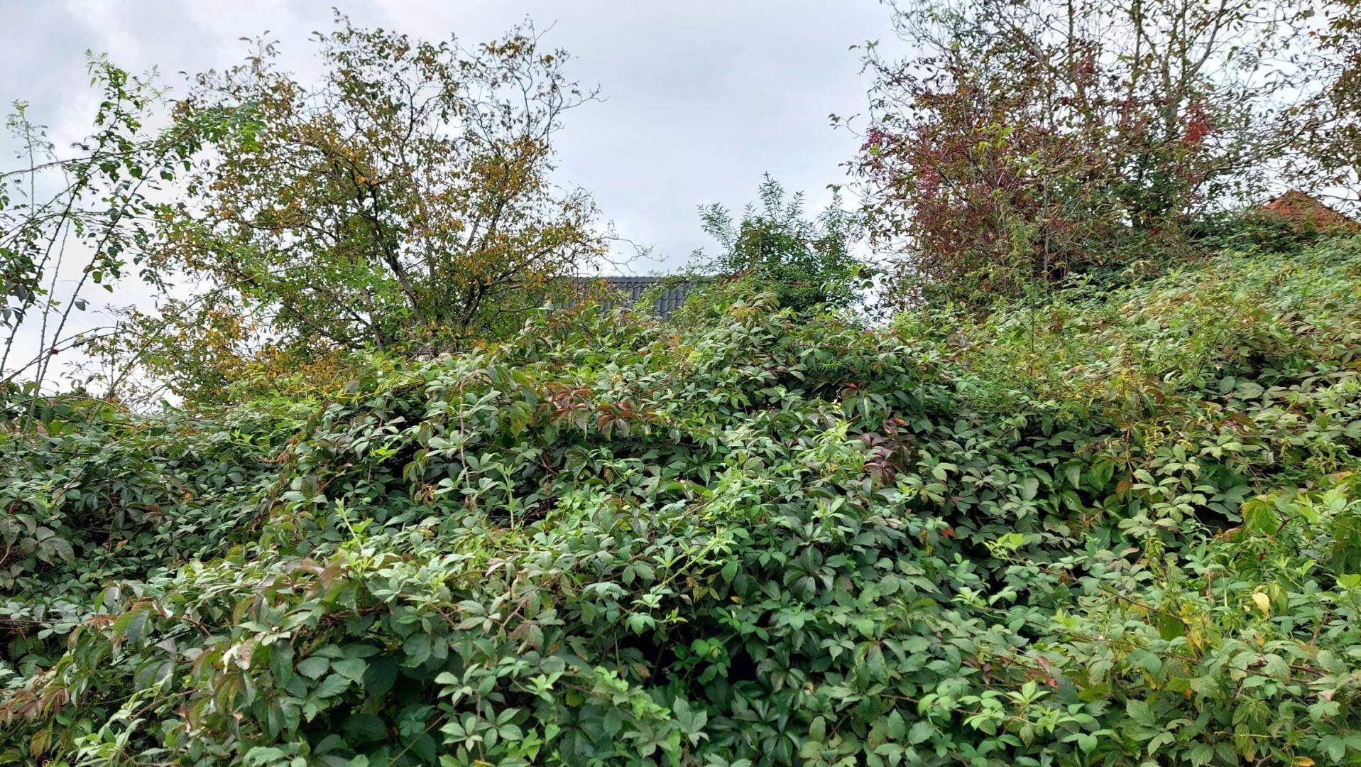 Üppige, verwachsene Vegetation bedeckt einen Hang im Gartenbereich.