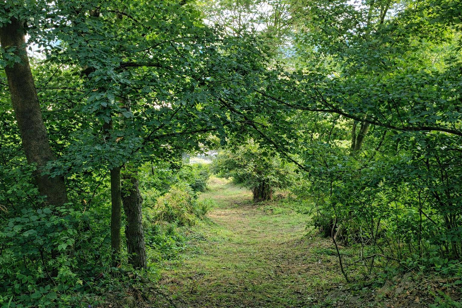 Pfad durch einen dichten, grünen Wald mit Sonnenlicht, das durch die Blätter fällt.