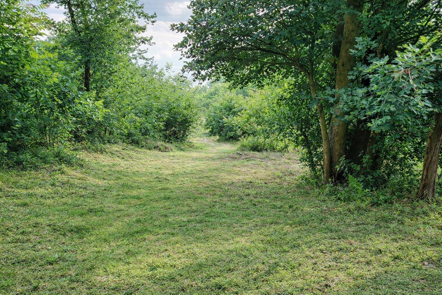 Gemähter Grasweg führt durch einen bewaldeten Bereich mit dichter Vegetation.