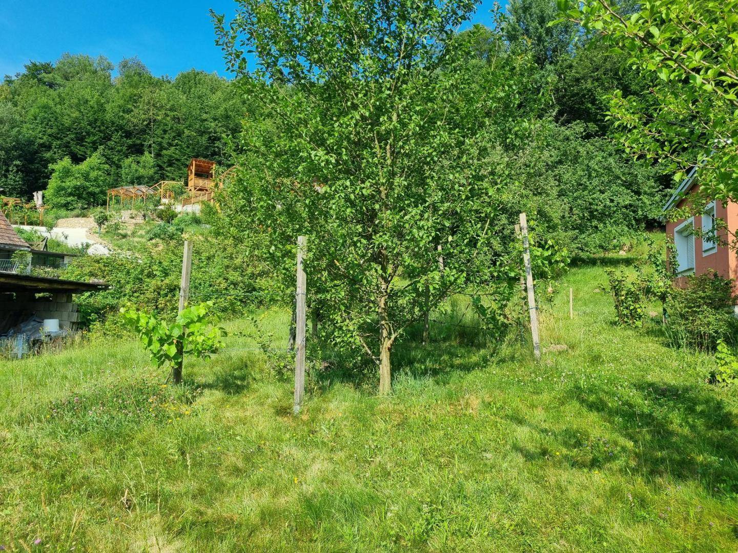 Naturbelassener Garten mit einem Baum in der Mitte und Blick auf eine erhöhte Terrasse.