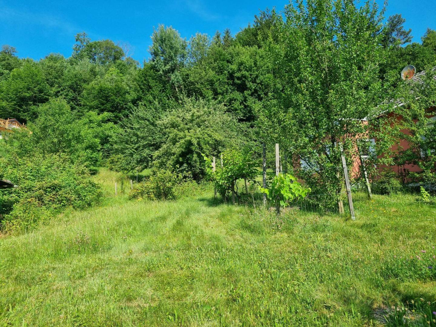 Sonnige Gartenlandschaft mit jungen Reben und einem roten Gebäude am rechten Bildrand.