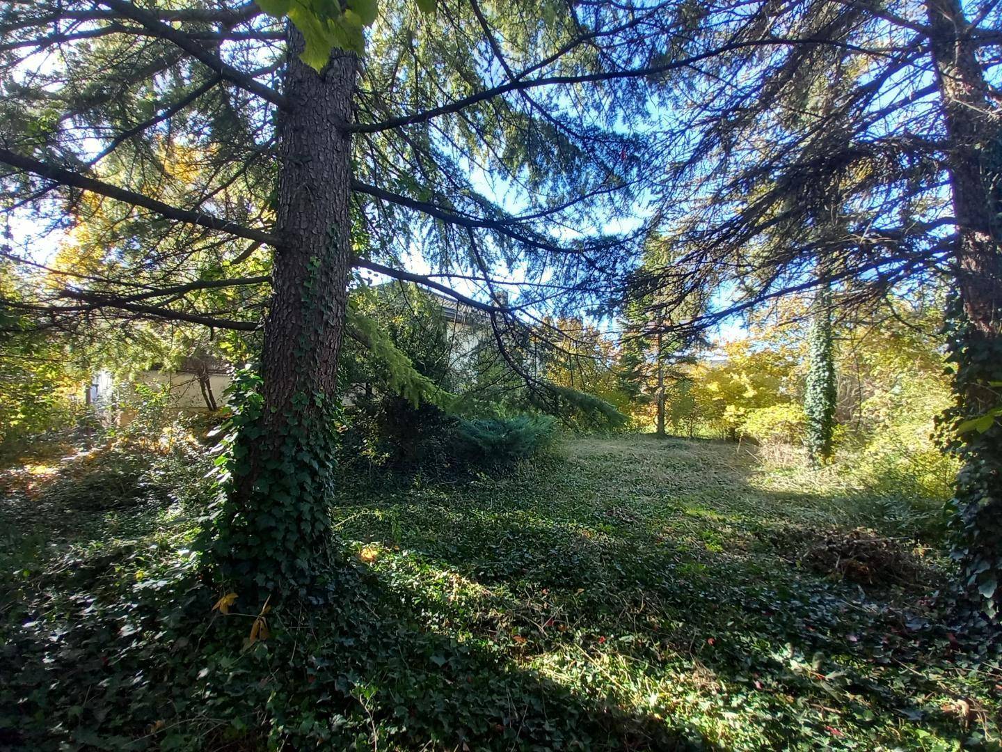 Großer, naturbelassener Garten mit altem Baumbestand und viel Grünfläche.