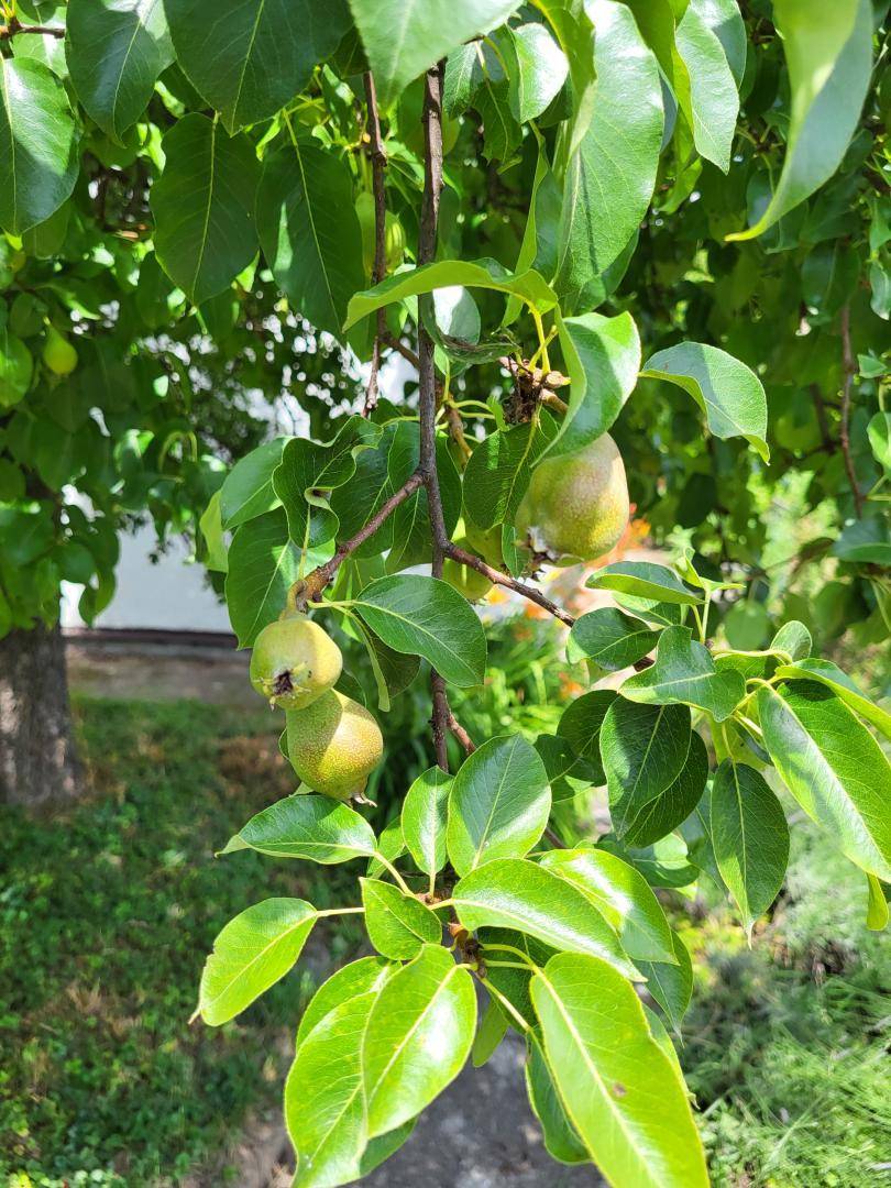Nahaufnahme von unreifen Birnen an einem Baum, umgeben von frischen grünen Blättern im Garten.