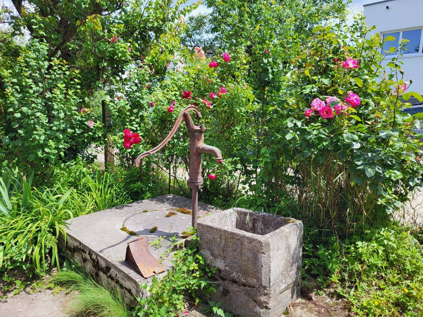 Rustikale Wasserpumpe aus Gusseisen mit Steintrog, umgeben von blühenden Rosen und üppiger Vegetation.