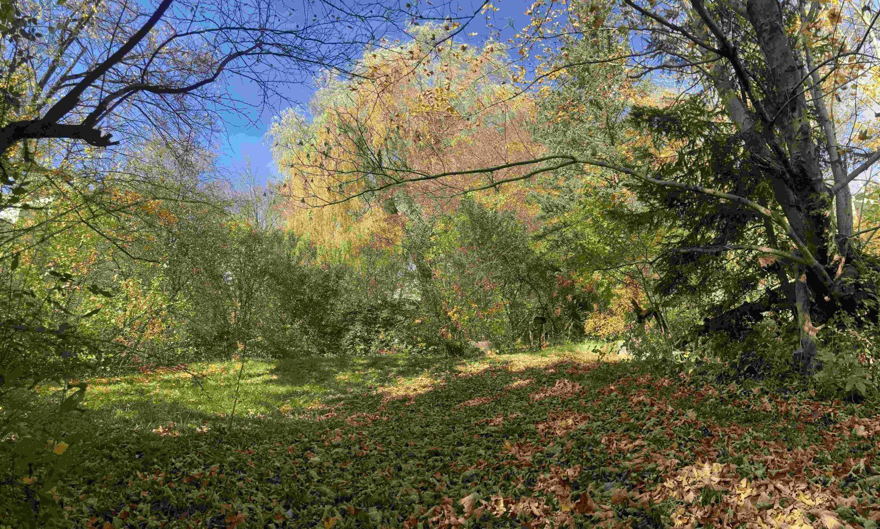 Weitläufiger Gartenbereich mit dichtem Baumbestand und herbstlichem Laub unter einem strahlend blauen Himmel.